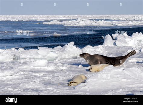 Seals on the gulf of st lawrence northern hi-res stock photography and ...