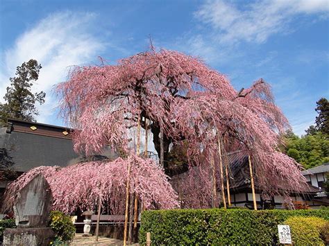 Weeping Higan Cherry Prunus Subhirtella Pendula Country Mile Gardens