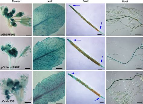 Histochemical Analysis Of Glucuronidase Gus Activity In Transgenic