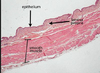 L1.2 GI Anatomy & Histology Flashcards | Quizlet