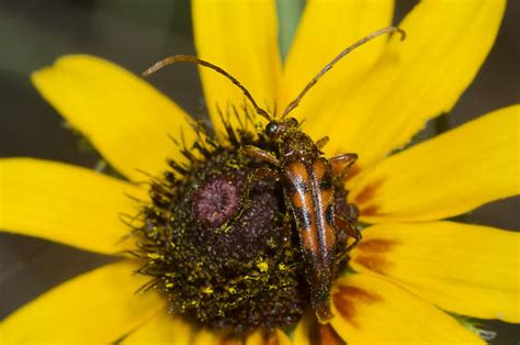 Flower Longhorn Six Spotted Flower Strangalia Strangalia Sexnotata Bugguidenet