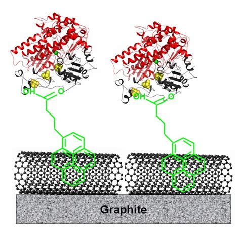 Carbon Nanotube-Enzyme Biohybrids in a Green Hydrogen Economy | IntechOpen