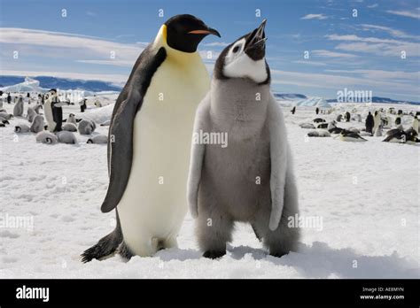 Antarctica Snow Hill Island Emperor Penguin And Chick Aptenodytes Forsteri On Frozen Sea Ice On