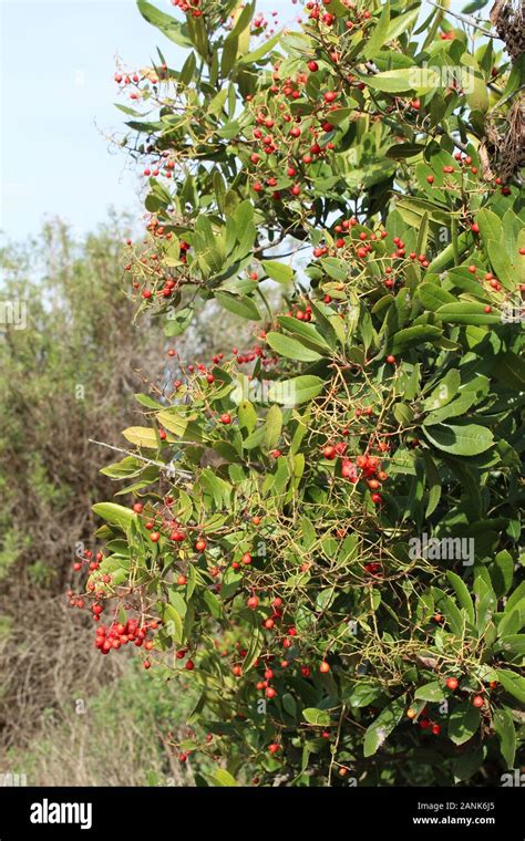 Ballona wetlands hi-res stock photography and images - Alamy