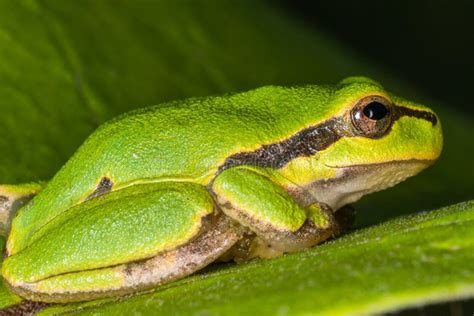 Green Frog on Leaf. a Frog Hides in a Plant Stock Image - Image of ...