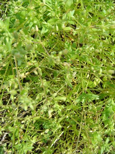 Identify Your Early Season Weeds Agweb