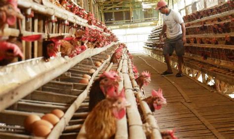 Peternak Ayam Petelur Di Kudus Menjerit Harga Telur Anjlok Tapi Harga