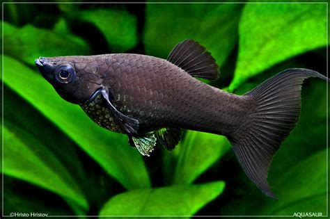 Deal With Pets Black Mollies Fish