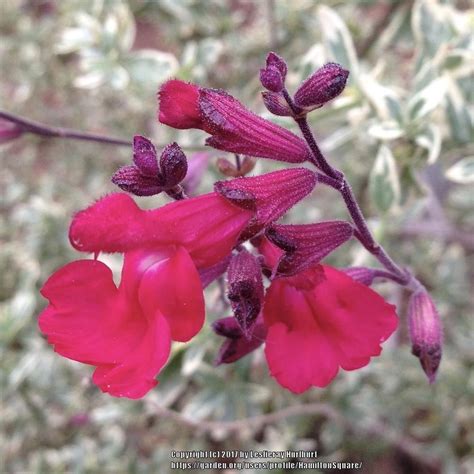 Autumn Sage Salvia Greggii Desert Blaze™ In The Salvias Database