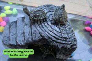 Habitat Basking Rock For Turtles Reviews Turtlevoice