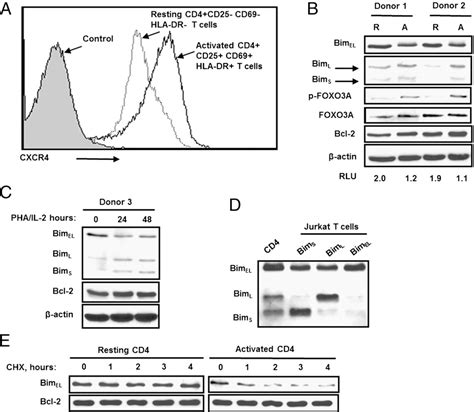 Figure From Sdf Degrades Whereas Glycoprotein Upregulates Bcl