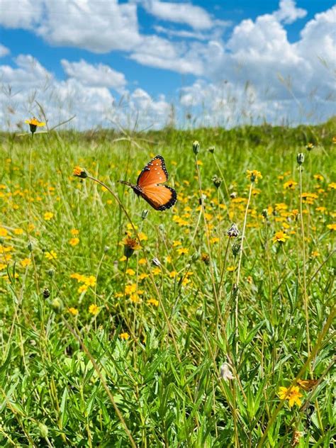 Vertical Shot Of A Grass Field With Wildflowers And A Cute Butterfly