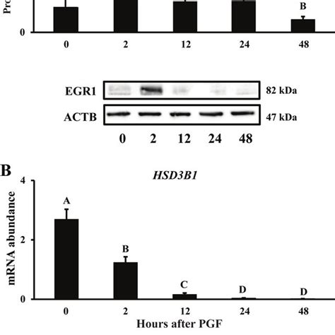 Early Growth Response Protein Egr Protein Levels Relative To Beta