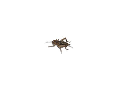 Live Brown Crickets 1st Instar Extra Small Prepack Tub Livefood Uk Ltd