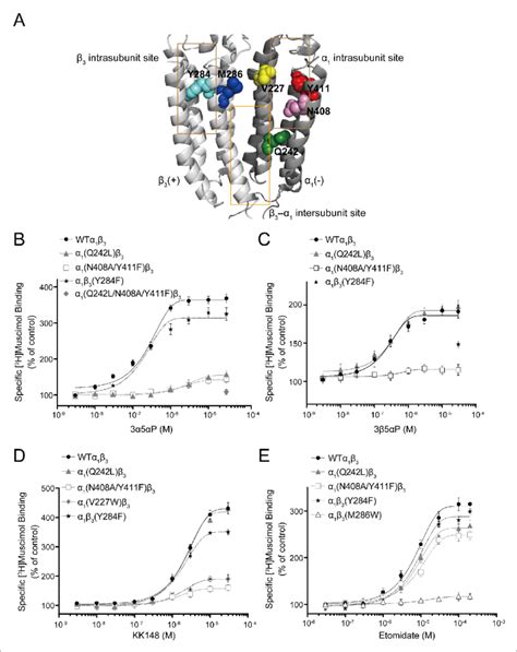 Effect Of Mutations In A B Gaba A R On Neurosteroid Modulation Of