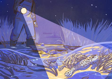 The Sordid Tale Of A One Man Turtle Smuggling Ring Rlongreads