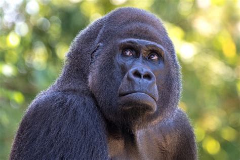 Silverback Gorilla Wallpaper Hd