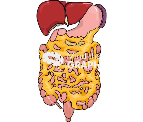 Free Digestive System Omentum Front Icons Symbols Pictures And