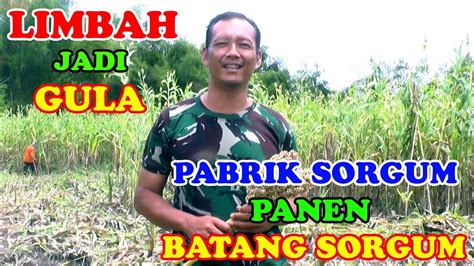 Pabrik Sorgum Panen Batang Sorgum Untuk Gula Sorgum Dan Pakan Ternak