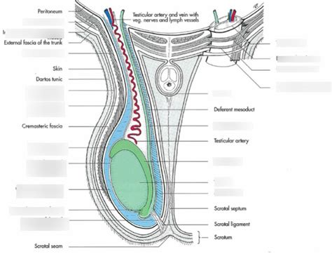 Diagram Of Tv2102 Anatomy Layer Of Scrotum And Internal Structures