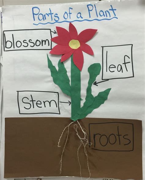 Anchor Charts For Parts Of A Plant