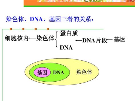 八年级生物人的性状和遗传1 Word文档在线阅读与下载 免费文档