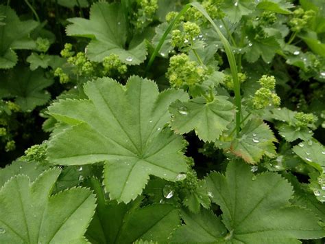 Alchemilla Vulgaris o Erba Stella proprietà a cosa serve benefici