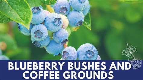 Planting Blueberry Bushes And Coffee Grounds YouTube