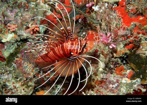 Spotfin Lionfish Broadbarred Firefish Pterois Antennata Swimming