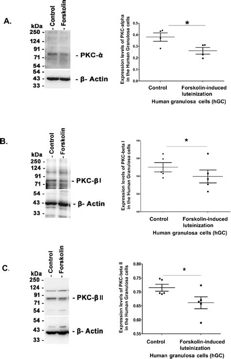 Pkc And I And Ii Isoforms Are Downregulated In The Ovary During