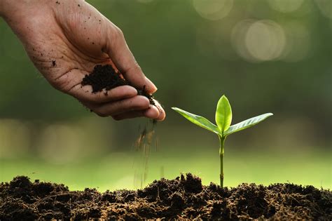 ℹ La agricultura de conservación Una guía completa para mejorar la