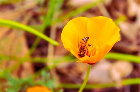 Abeille Pollinisation Fleur Photo Gratuite Sur Pixabay Pixabay