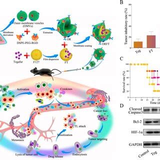 Anti Tumor Efficacy Of Orft A Schematic Representation Of The