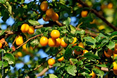 Ripe Fruit Of Wild Yellow Cherry Plum On A Branch Prunus Cerasifera