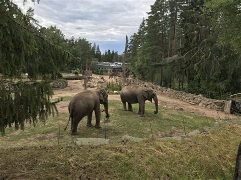 Kolmården Wildlife Park Sweden The Biveros Effect