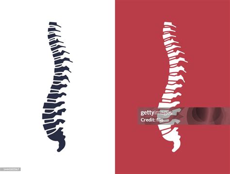 Human Spine Chiropractic Shape High-Res Vector Graphic - Getty Images