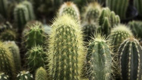 Qu Adaptaciones Tienen Los Cactus