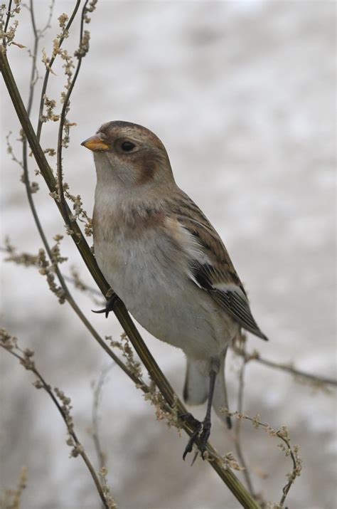 Snow Bunting Female West Kirby Marina Paul Billington Flickr