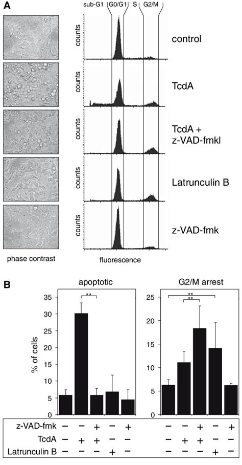 Disruption Of The Actin Cytoskeleton Interferes With The Cell Cycle