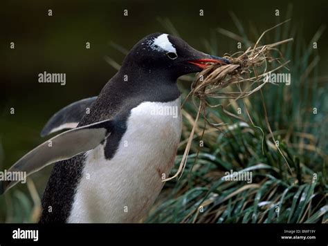 Penguin Building Nest Fortuna Bay Hi Res Stock Photography And Images