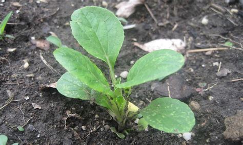 Growing Bok Choy: A Stir Fry Champion | Epic Gardening