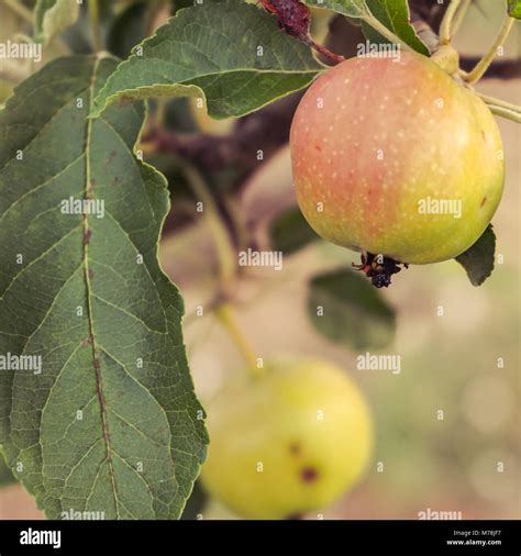 Apple On Apple Tree Stock Photo Alamy