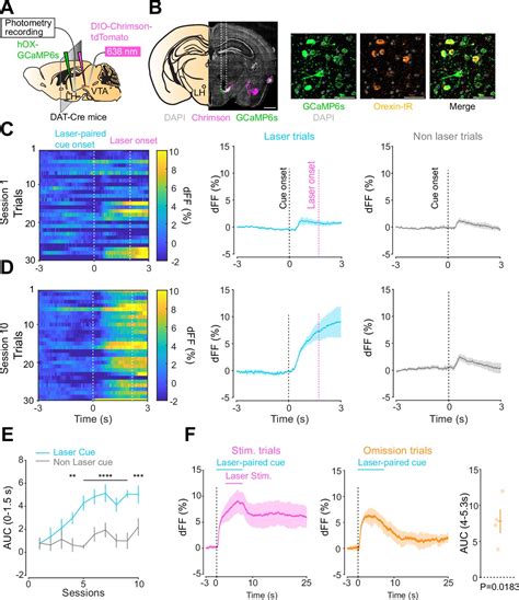 Stimulation Of Vta Dopamine Inputs To Lh Upregulates Orexin Neuronal