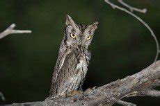 Eastern screech owl - song / call / voice / sound.