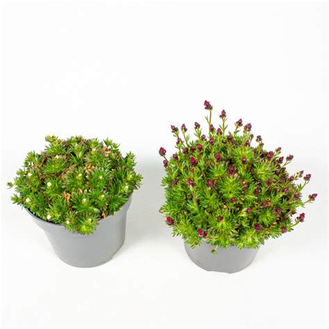 Saxifraga X Arendsii Mix — Plant Wholesale Floraccess