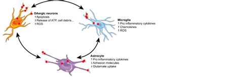 Neuroinflammation In Pd Illustration Of The Production Of Different