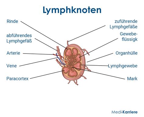 Lymphknoten Aufbau Einteilung Funktion Medi Karriere