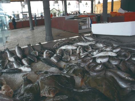 Pra A Do Peixe Aveiro Rota Da Luz