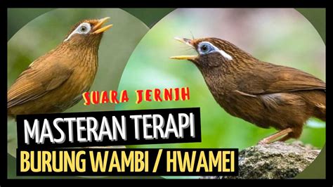 Masteran Terapi Suara Burung Wambi Hwamei Gacor Suara Jernih Youtube