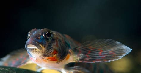 Candy Darter (Etheostoma osburni) | U.S. Fish & Wildlife Service